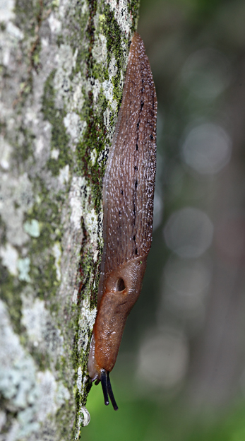 Limax del dacampi-gruppo dal Monte Fenaira (IM)